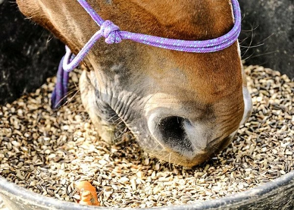 FACTEURS AFFECTANT LE TAUX DE LA PRISE ALIMENTAIRE D'UN REPAS A BASE DE CEREALES CHEZ LES CHEVAUX