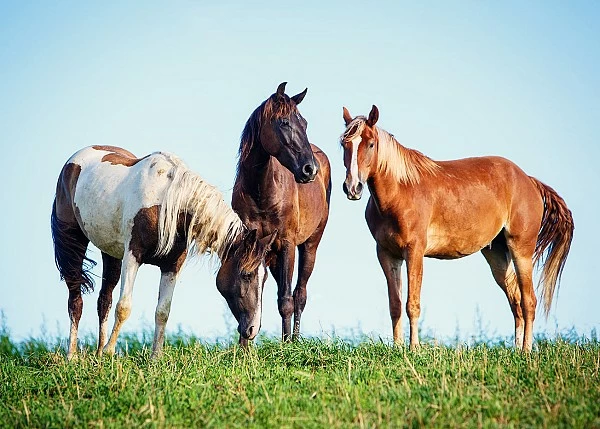 HORSE HUSBANDRY: NUTRITION, MANAGEMENT AND WELFARE