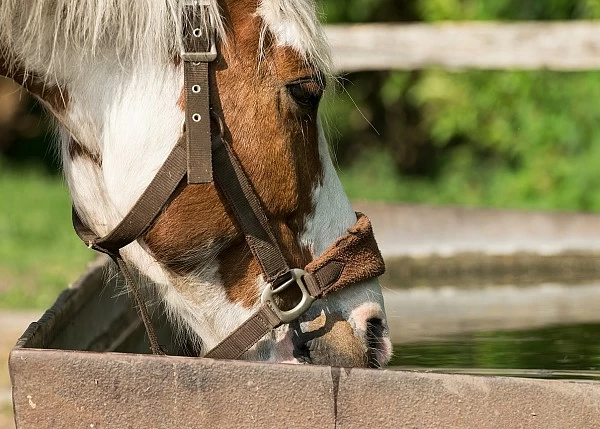 HORSE WATER CONSUMPTION