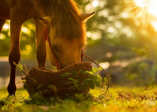 IMPORTANCE DE LA DIGESTIBILITÉ DES NUTRIMENTS DANS L'ALIMENTATION DU CHEVAL