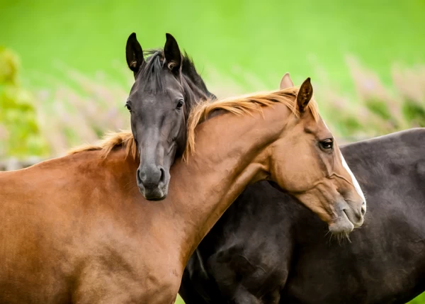 INDICADORES DE BIENESTAR DE LOS CABALLOS: ESTADO DE LA CUESTIÓN