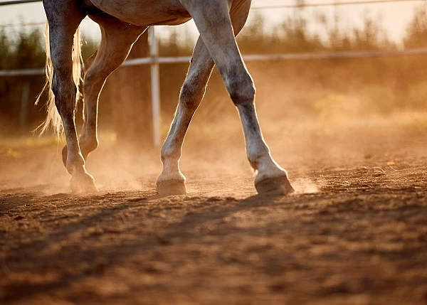 LITERATURE DATA OF PATHOMORPHOLOGY OF JOINT DISEASES IN HORSES