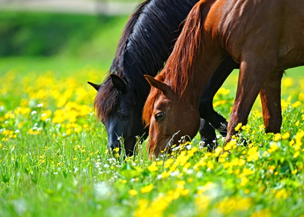 PLANT BIOACTIVES AND EXTRACTS AS FEED ADDITIVES IN HORSE NUTRITION