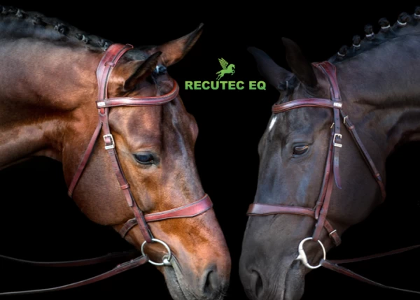 Promote your horse's recovery with RECUTEC EQ